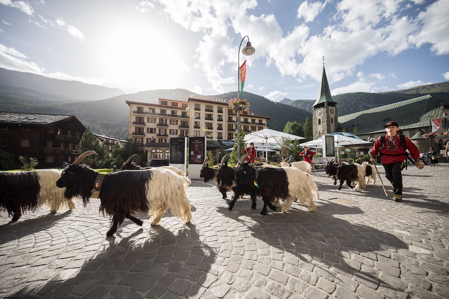 Ziegen auf dem Nachhauseweg in Zermatt